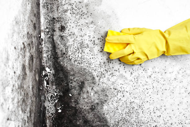 Why You Should Choose Our Mold Remediation Services in Kingstowne, VA